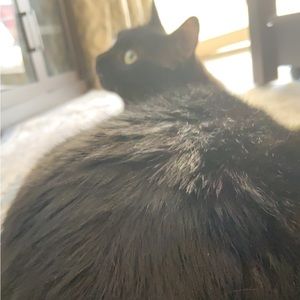 Meet your Posher, Husna